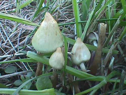 psilocybe mushrooms